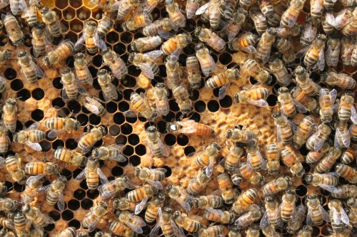 Roy Everidge / Ed Holcomb queen - 11 September 2011 Roy Everidge / Ed Holcomb queen - 11 September 2011