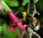 Flower-colors-said-biggest-bee-draw