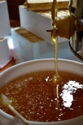 extracting_honey