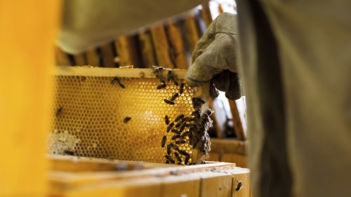 bees_120913thinkstock