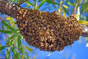 honeybee_swarm